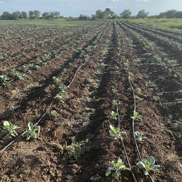 Different stages of crop growth